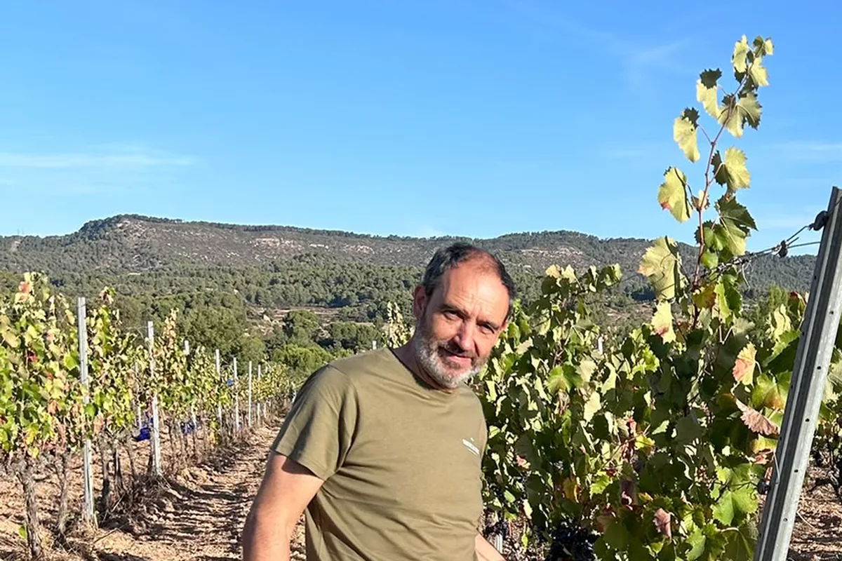 Martí Magrinyà, enòleg, dret entre els ceps d’una vinya amb raïm durant la verema