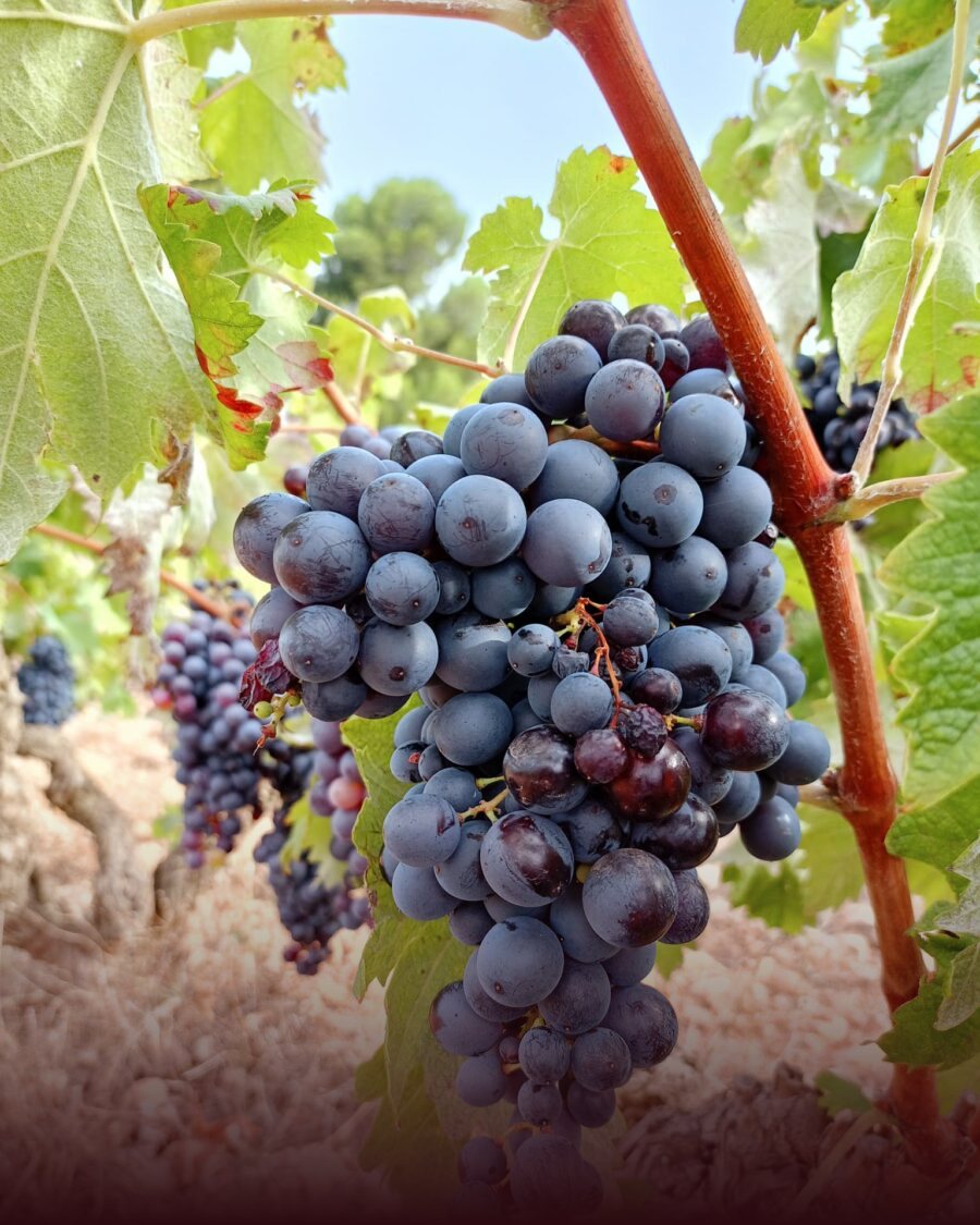 Gotim de raïm Trepat madur a la vinya, entre fulles verdes
