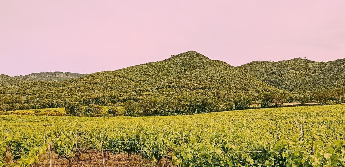 Vinyes al peu del Tossal de la Creu, a la Conca de Barberà