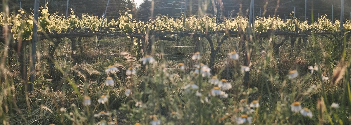 Filera de vinya amb llum daurada i camamilla en flor en primer pla