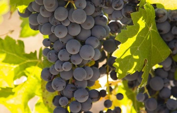 Raïm Trepat madur a la vinya